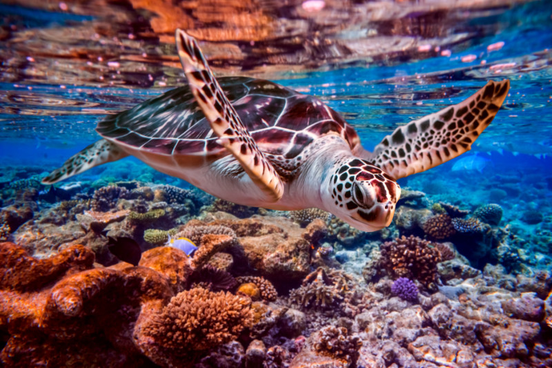 Hawaii homeschool field trips