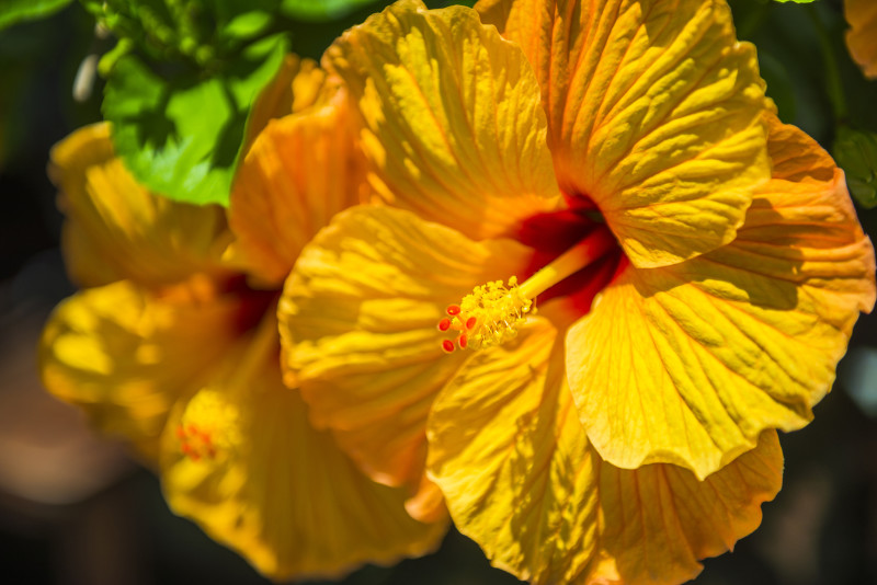 homeschool Hawaii
