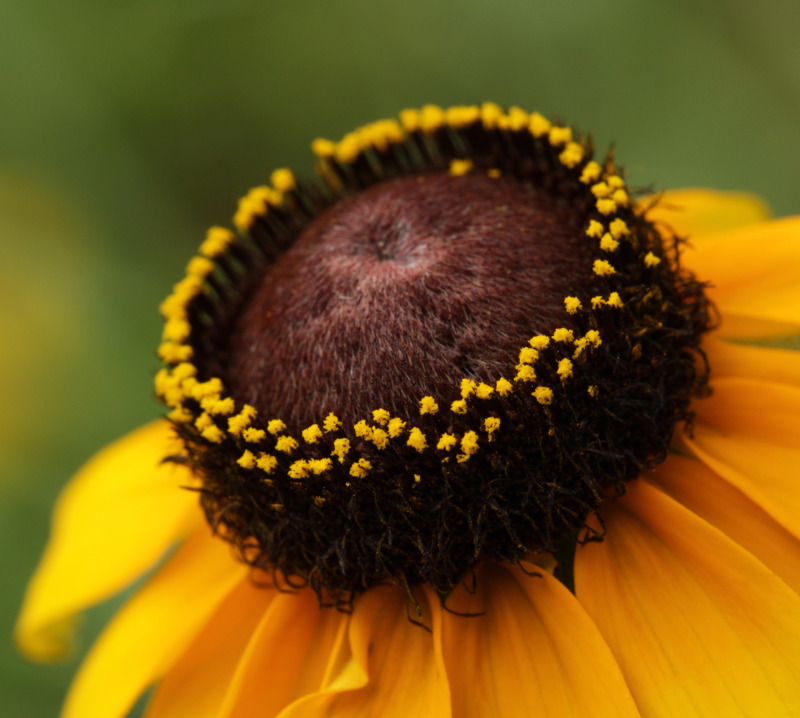 Maryland homeschool groups