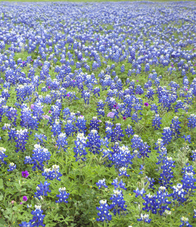 homeschool options in Texas